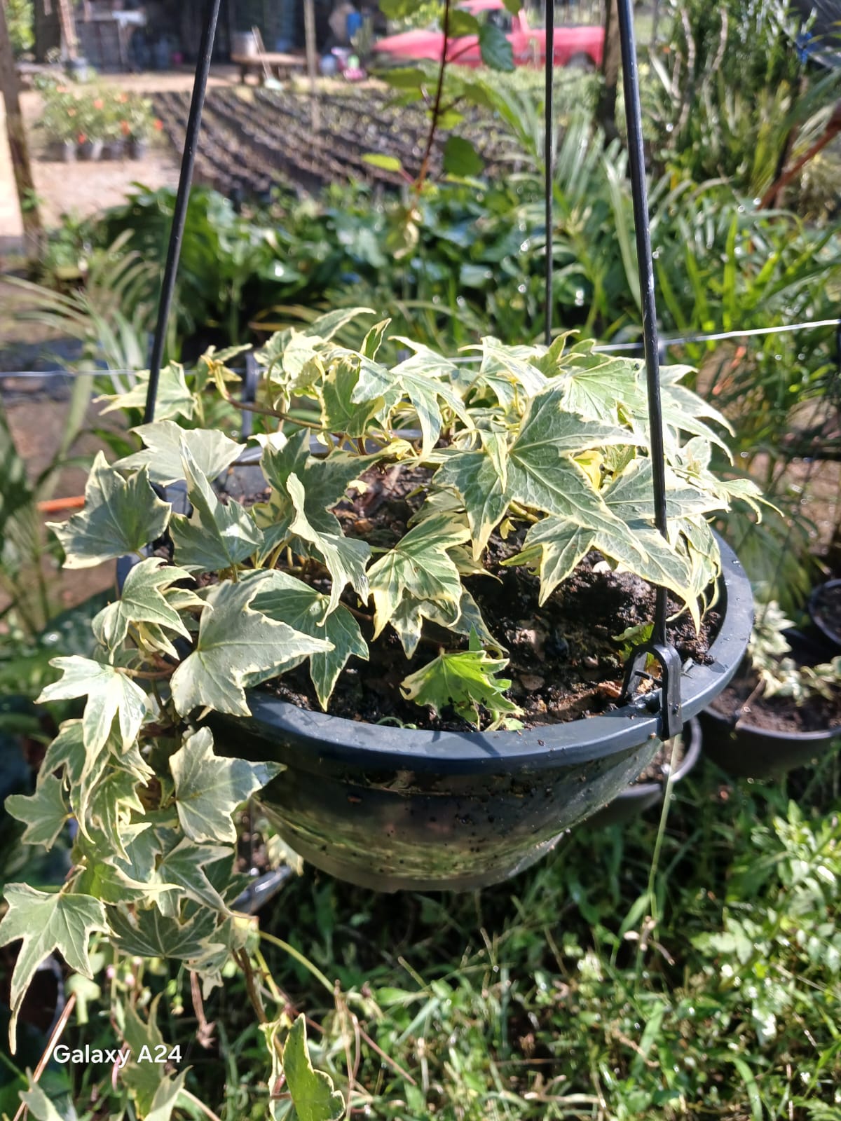 Plantas FAMIGU